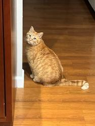 Lost Male Cat last seen LARRY LANE AND LIMERY ROAD, Prairie du Chien, WI 53821