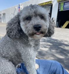 Reunited Female Dog last seen Palmetto and merrill , Fontana, CA 92335