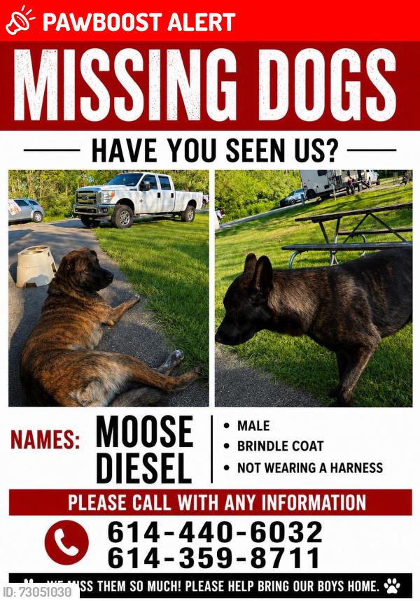 Lost Male Dog last seen matville road - state rt 762, Pickaway County, OH 43146