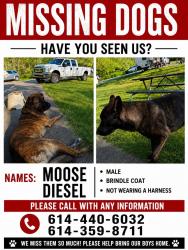Lost Male Dog last seen matville road - state rt 762, Pickaway County, OH 43146