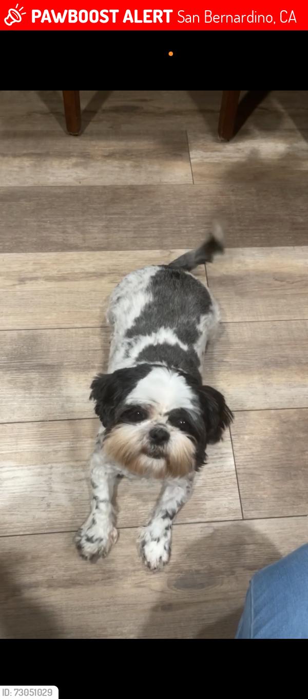 Lost Female Dog last seen Vermont and June PL, San Bernardino, CA 92407