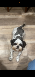 Lost Female Dog last seen Vermont and June PL, San Bernardino, CA 92407