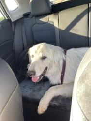 Found/Stray Unknown Dog last seen Interstate 5, Bakersfield, CA 93311