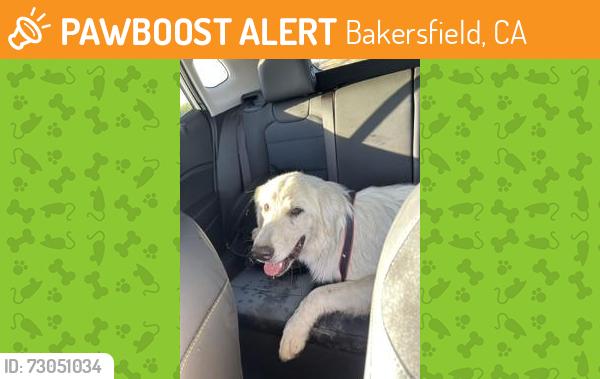 Found/Stray Unknown Dog last seen Interstate 5, Bakersfield, CA 93311