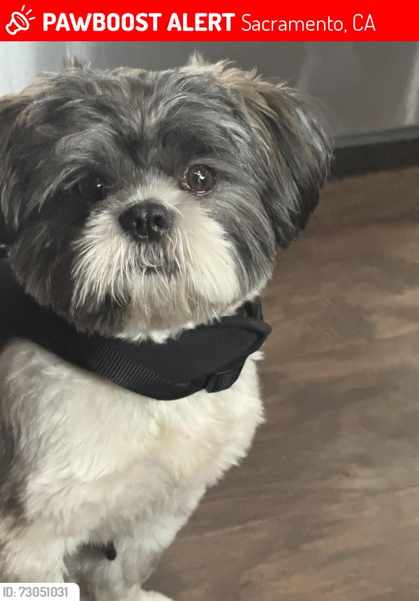 Lost Male Dog last seen Marconi ave and auburn boulevard, Sacramento, CA 95815