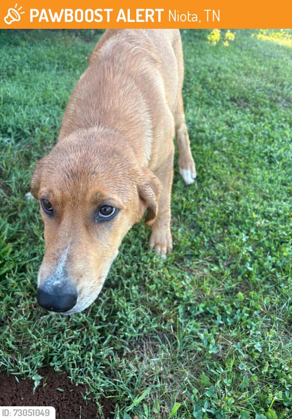 Found/Stray Male Dog last seen I75 race track, Niota, TN 37826