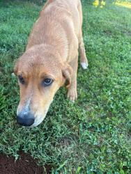 Found/Stray Male Dog last seen I75 race track, Niota, TN 37826
