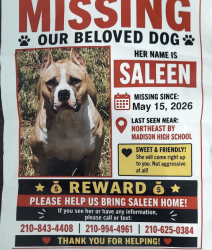 Lost Female Dog last seen Forest Pass Ct, Live Oak, TX 78233
