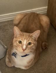 Lost Male Cat last seen Amity and Trails End, Boise, ID 83716