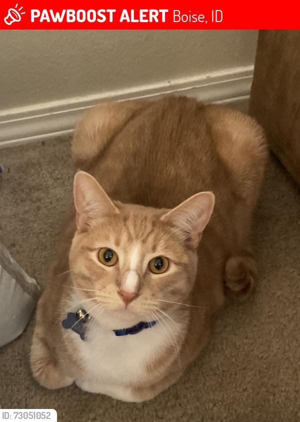 Lost Male Cat last seen Amity and Trails End, Boise, ID 83716