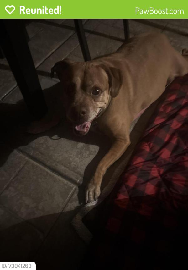 Reunited Male Dog last seen Rio Wrangler, Reno, NV 89521