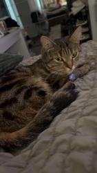 Lost Female Cat last seen Penrhiwceiber railway station, Rhondda Cynon Taff, Wales CF45 3ST