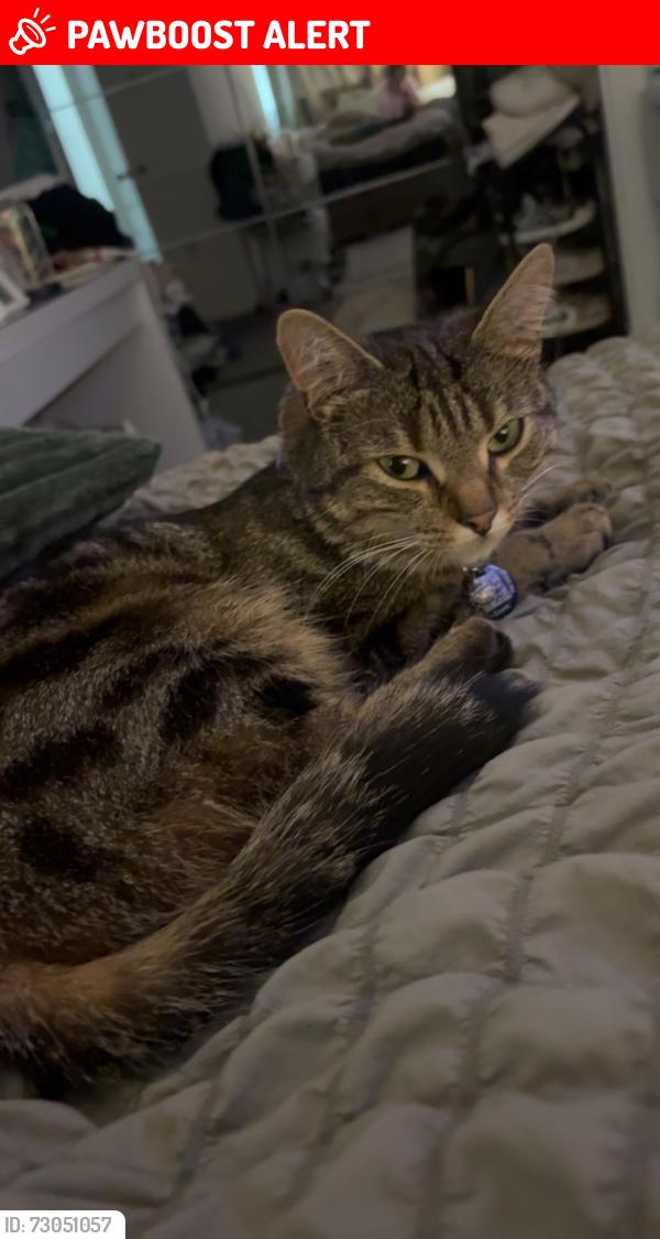 Lost Female Cat last seen Penrhiwceiber railway station, Rhondda Cynon Taff, Wales CF45 3ST