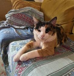 Lost Female Cat last seen Near Walker St. Evansville, Wi, Evansville, WI 53536