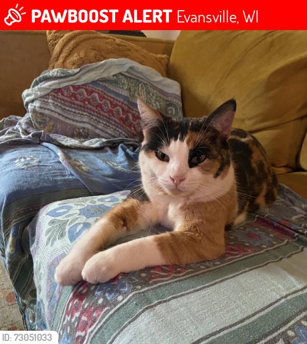 Lost Female Cat last seen Near Walker St. Evansville, Wi, Evansville, WI 53536
