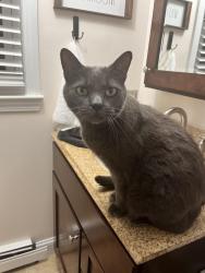 Lost Male Cat last seen Stetson pond, Pembroke, MA 02359