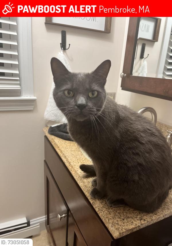Lost Male Cat last seen Stetson pond, Pembroke, MA 02359