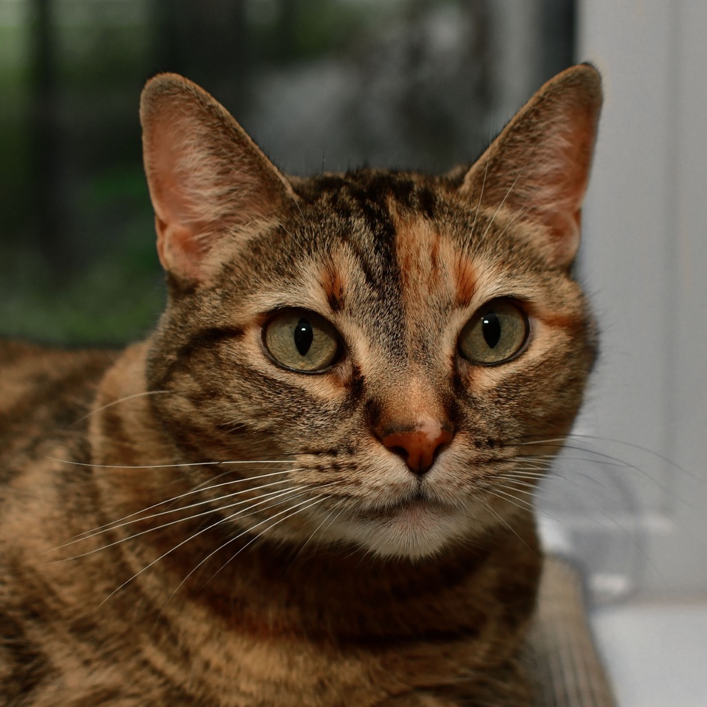 Shelter Stray Female Cat last seen , 3173 K-68 Hwy, Ottawa, KS 66067, USA