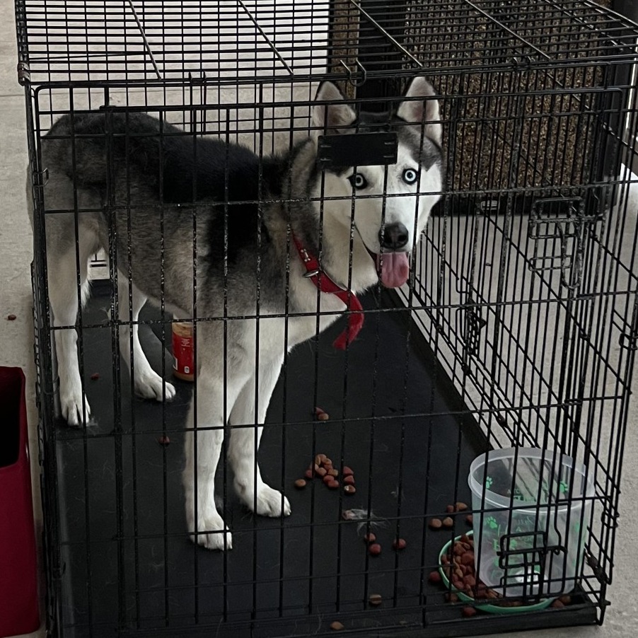 Shelter Stray Male Dog last seen , 3040 FL-590, Clearwater, FL 33759, USA