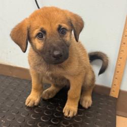 Shelter Stray Female Dog last seen , 901 N Haverty St, Pine Bluff, AR 71601, USA