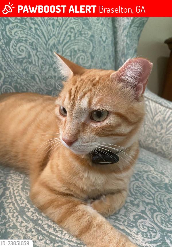 Lost Male Cat last seen Pinot Nor Drive, Fleury Drive, Braselton, GA 30517
