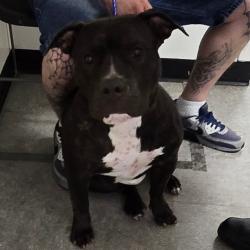 Shelter Stray Female Dog last seen , Animal Care & Control Team of Philly, 111 W Hunting Park Ave, Philadelphia, PA 19140, USA