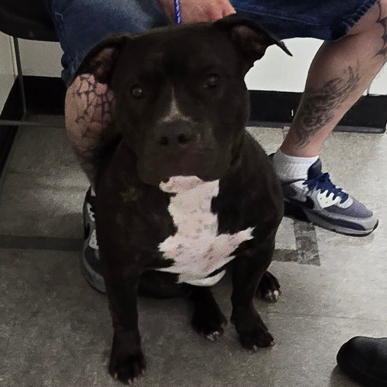 Shelter Stray Female Dog last seen , Animal Care & Control Team of Philly, 111 W Hunting Park Ave, Philadelphia, PA 19140, USA