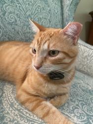 Lost Male Cat last seen Pinot Nor Drive, Fleury Drive, Braselton, GA 30517
