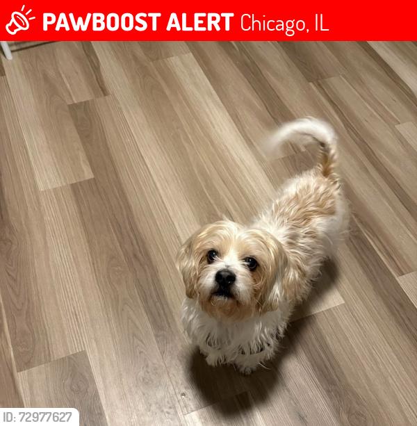 Lost Male Dog last seen W Buena and N Broadway, Chicago, IL 60613