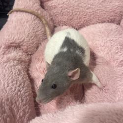 Shelter Stray Female Other last seen , 3607 N Armenia Ave, Tampa, FL 33607, USA