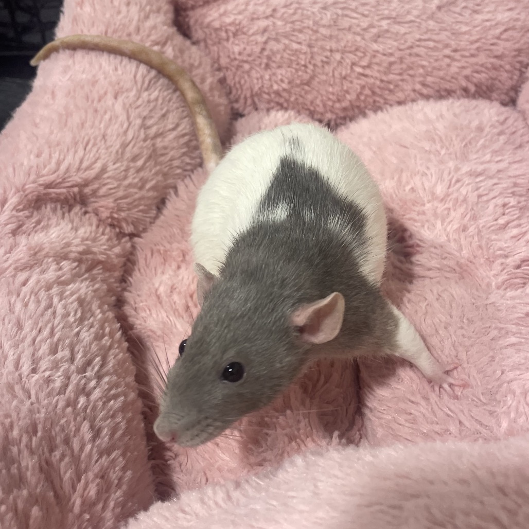 Shelter Stray Female Other last seen , 3607 N Armenia Ave, Tampa, FL 33607, USA