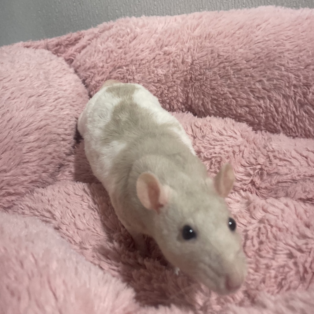 Shelter Stray Female Other last seen , 3607 N Armenia Ave, Tampa, FL 33607, USA