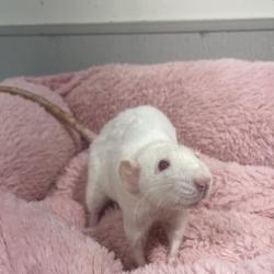 Shelter Stray Female Other last seen , 3607 N Armenia Ave, Tampa, FL 33607, USA