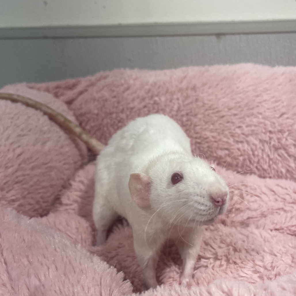 Shelter Stray Female Other last seen , 3607 N Armenia Ave, Tampa, FL 33607, USA