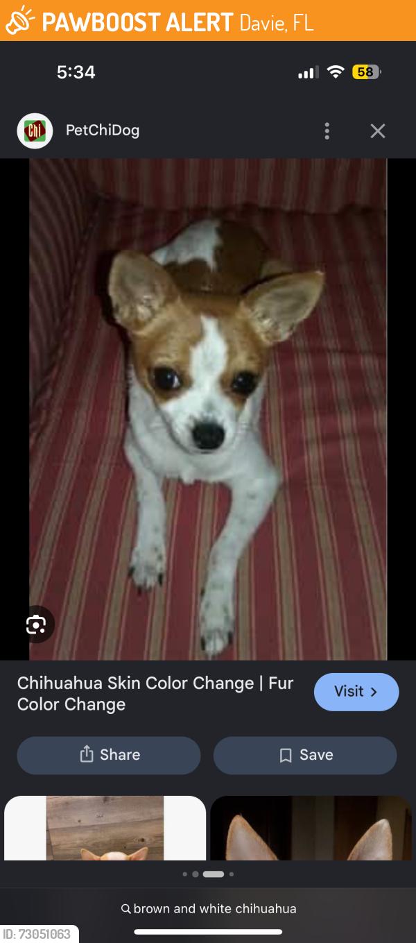 Found/Stray Unknown Dog last seen SW 32nd Ave, Davie, FL 33312