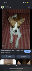 Found/Stray Unknown Dog last seen SW 32nd Ave, Davie, FL 33312