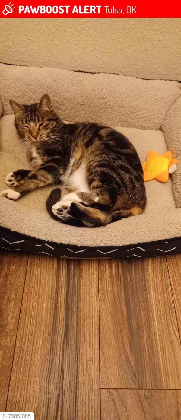 Lost Male Cat last seen 46th Street and 132nd E Avenue, Tulsa, OK, Tulsa, OK 74134