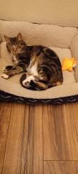 Lost Male Cat last seen 46th Street and 132nd E Avenue, Tulsa, OK, Tulsa, OK 74134