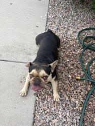 Found/Stray Male Dog last seen Unser & tower, Albuquerque, NM 87121