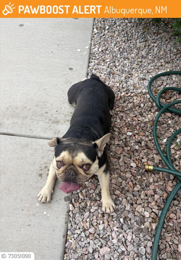 Found/Stray Male Dog last seen Unser & tower, Albuquerque, NM 87121