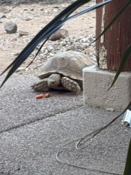 Found/Stray Unknown Reptile last seen 24th st and Carefree Hwy, Phoenix, AZ 85028