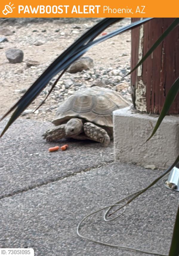 Found/Stray Unknown Reptile last seen 24th st and Carefree Hwy, Phoenix, AZ 85028
