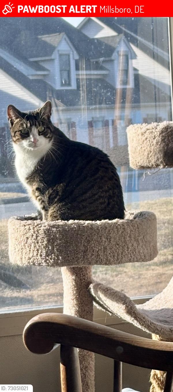 Lost Male Cat last seen Delaware ave and Moores crossing, Millsboro, DE 19966