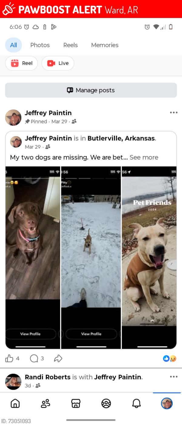 Lost Male Dog last seen Hickey plans express, Ward, AR 72176