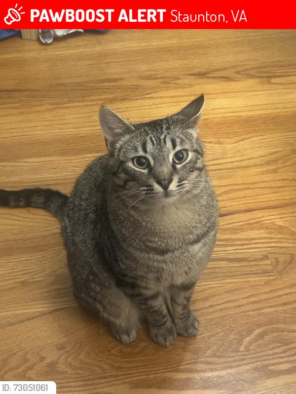 Lost Male Cat last seen Near Mary Baldwin University/ 7/11 on N Coalter St, Staunton, VA 24401