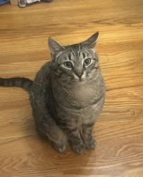 Lost Male Cat last seen Near Mary Baldwin University/ 7/11 on N Coalter St, Staunton, VA 24401