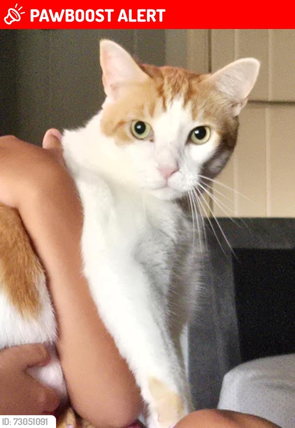 Lost Male Cat last seen Nancy Dr/Spring Ave, Seminole County, FL 32765