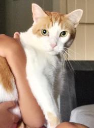 Lost Male Cat last seen Nancy Dr/Spring Ave, Seminole County, FL 32765
