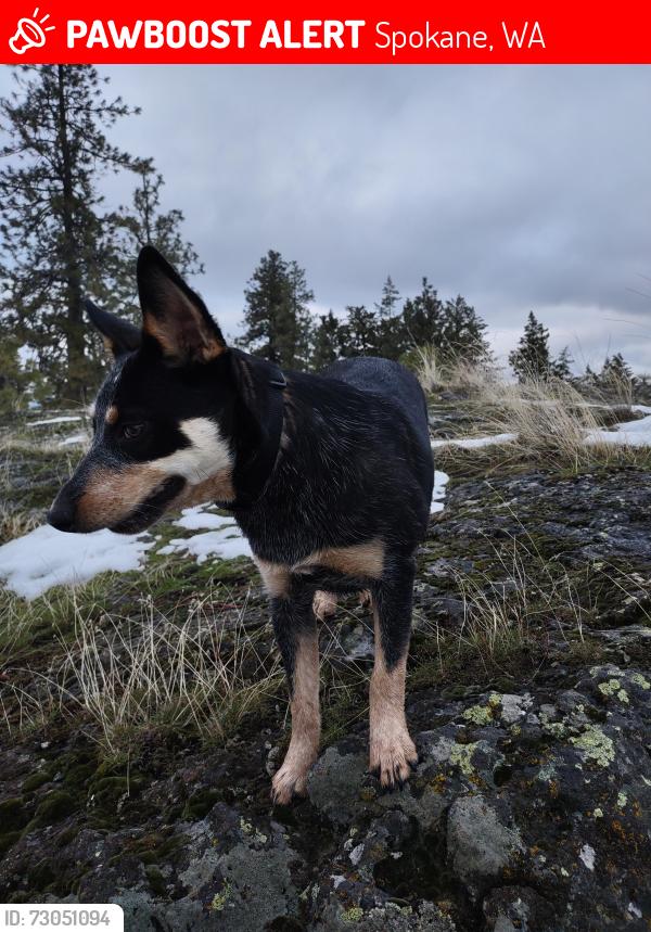 Lost Male Dog last seen Regal and 57th, Spokane, WA 99223