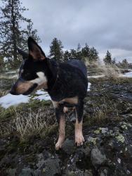 Lost Male Dog last seen Regal and 57th, Spokane, WA 99223